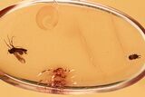 Fossil True Midge w/ Phoretic Mite and Scale Insect in Baltic Amber #343297-1